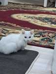 Отдам котенка в хорошие руки