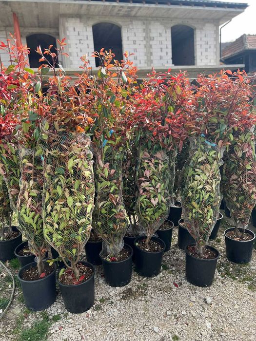 Plante ornamentale uimitoare ce atrag atenția instantaneu