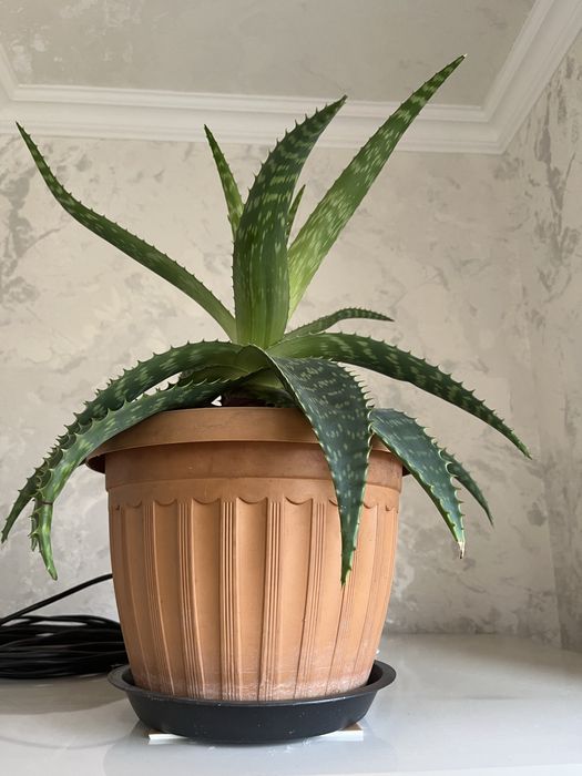Алоэ цветок с горшком