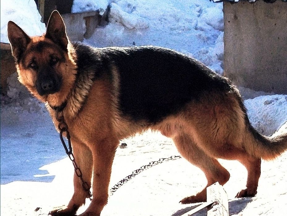 Вязка.Кобель немецкой овчарки,молодой.