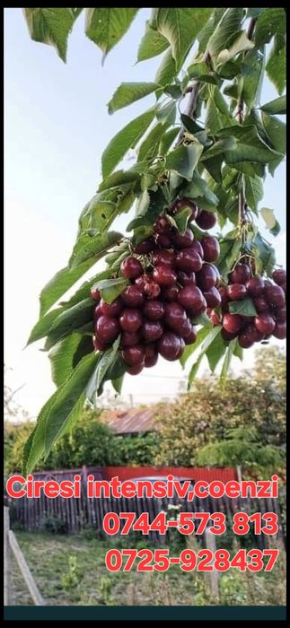 Baloti Rotunzi Fan sau Lucerna min.40.Drept.500.Pomi fructiferi >RO ES