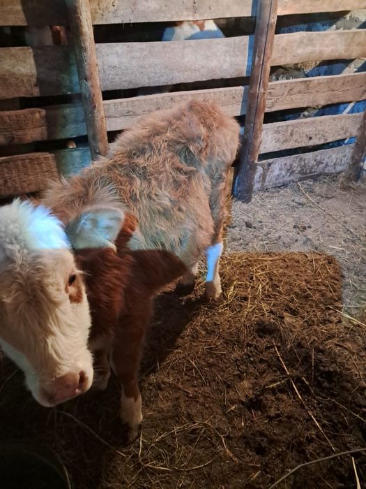 Продам телочку 4 месяца.