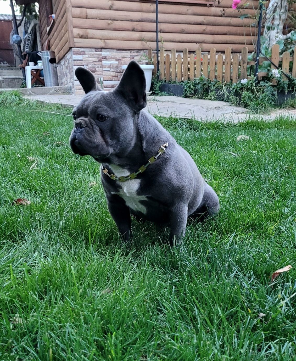 Син Френски булдог Blue French bulldog
