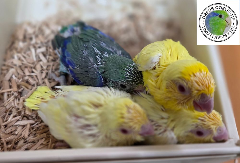 Papagali sociabili , forpus coelestis