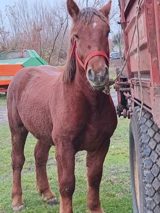 Vad manz smigreu de un an