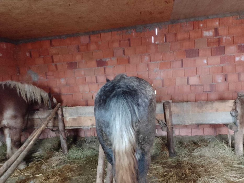 Iapa de 4 ani de vnzare