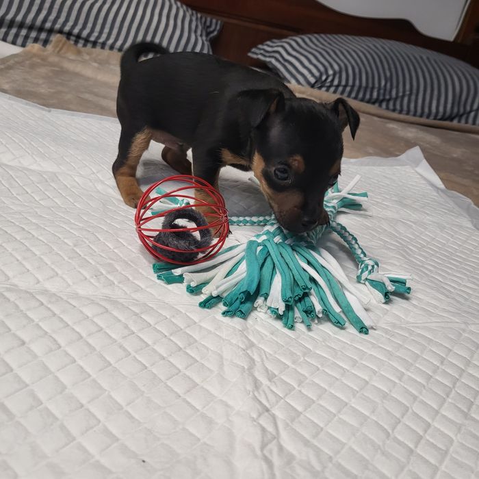 Пинчер немски сърнист