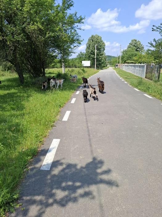 Vând capre cu iezi