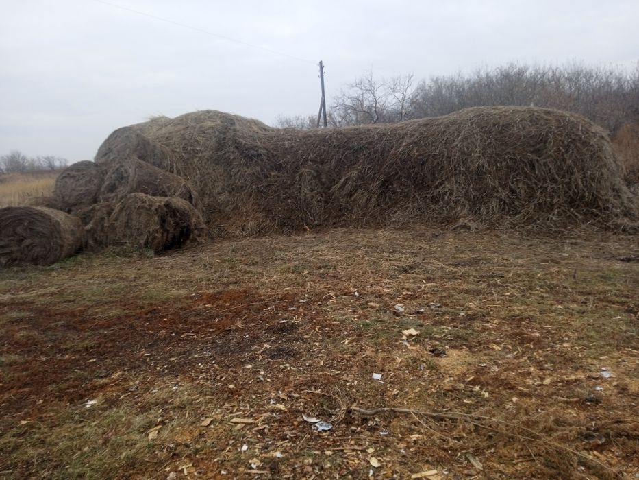 Продам сено в тюках 10 тюков разнотравье и две телеги сено  этого года