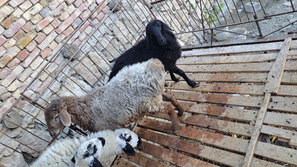 Qòy va qòchqor sotiladi