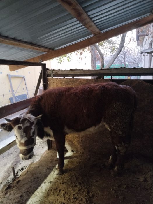 Продам Тёлочки молодые с откорма на резку