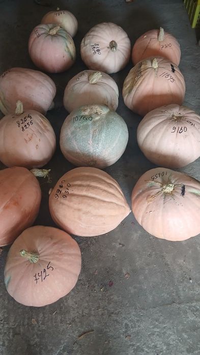 Тыква домашняя, урожай 2025 года