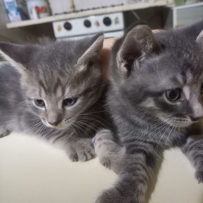 Породистые котята мальчики