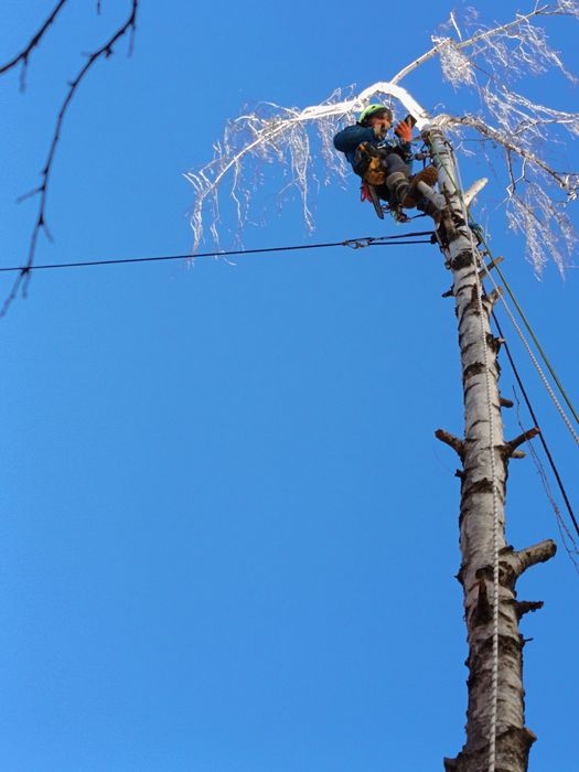 Рязане и кастене на дървета