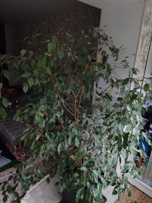 продается Фикус бенджамина