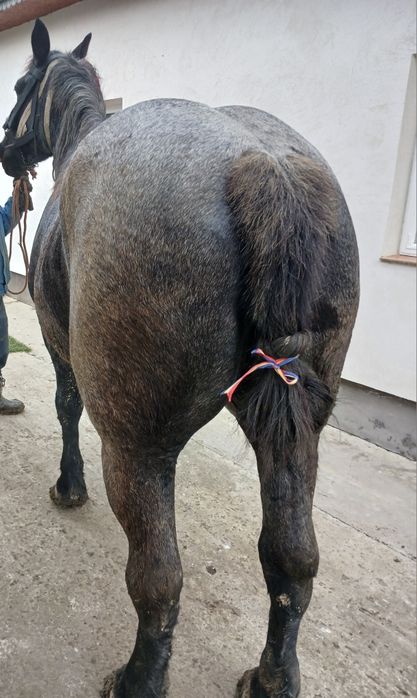 De vânzare iapă de 3 ani