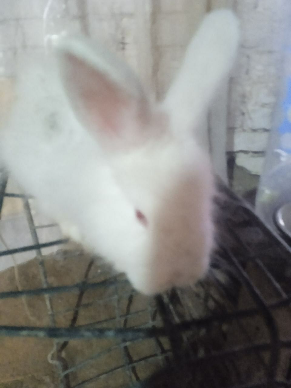 Quyon oq  puteshsiy