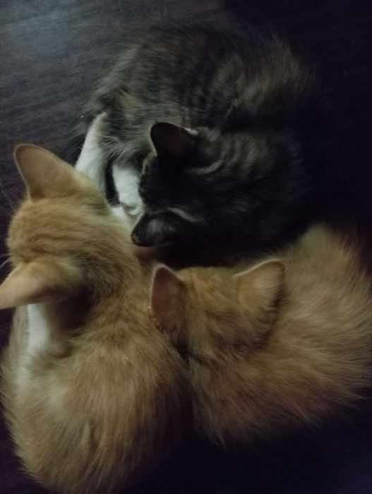 Отдам даром котята