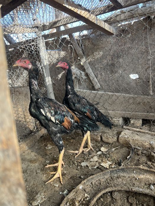 Зоти Яхши жужала сотилади