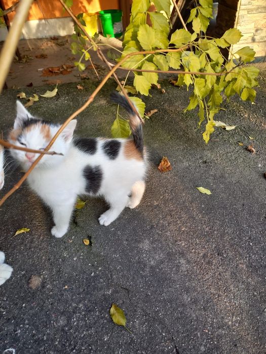 Donez 2 pui de pisică, in varsta de 3 luni foarte jucausi!