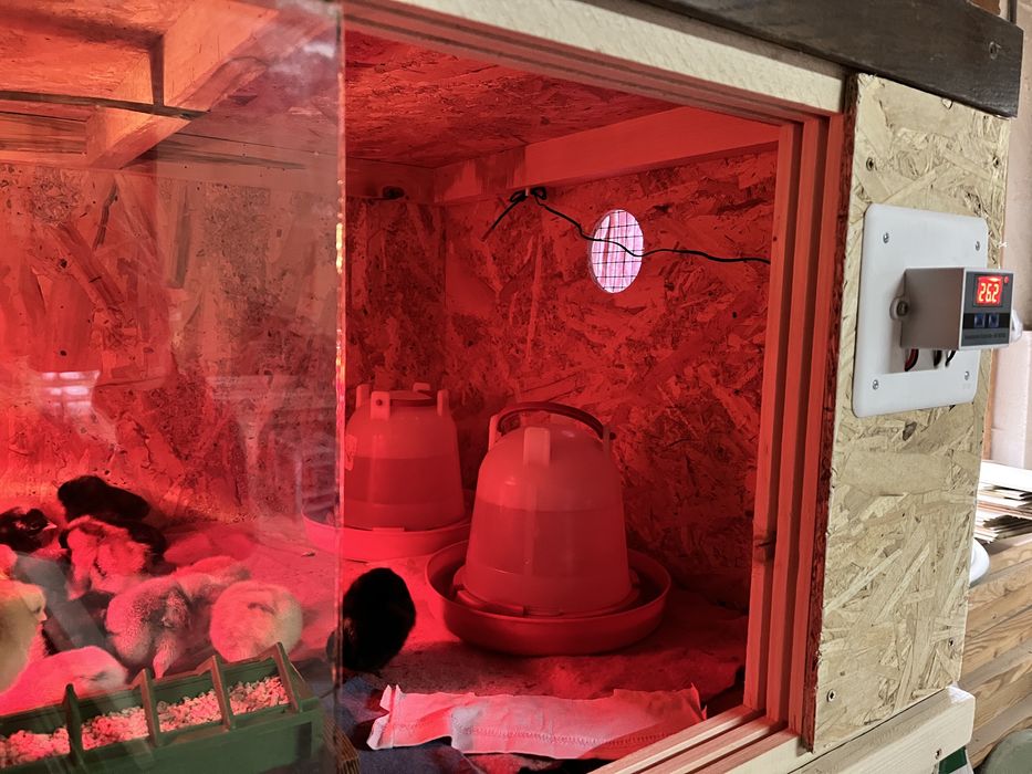 Maternitate pasari - Cusca universala pentru pui(gaină,rață,etc)