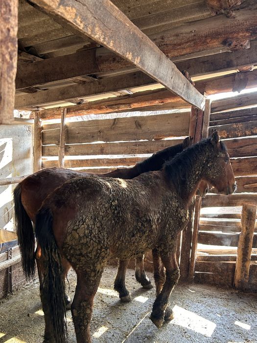 Соғымға 4 бас жылқы сатымын