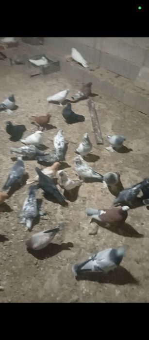 Голуби разного вида