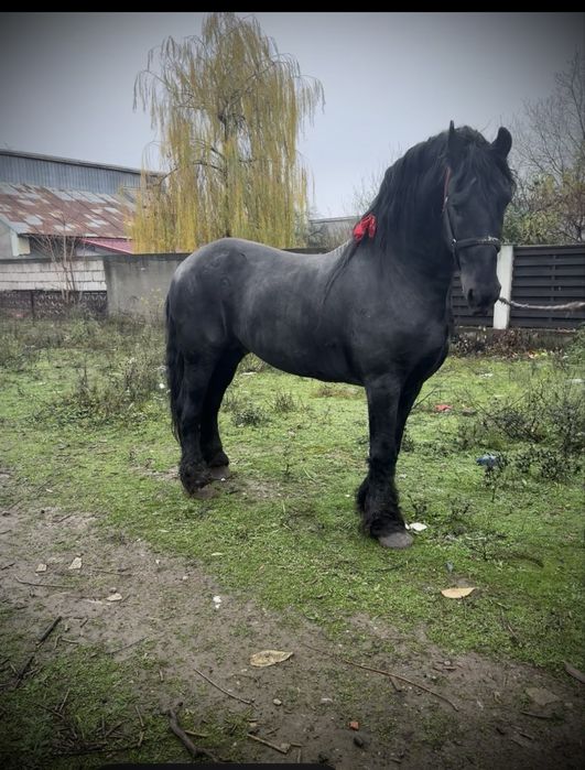 Vand armasar Frizian