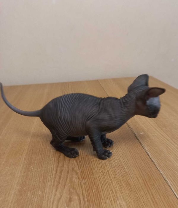 Vand pui pisica sphynx