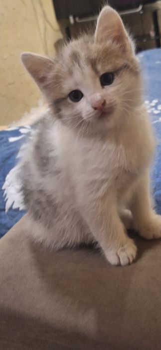 Отдам котенка,мальчик,в хорошие руки,