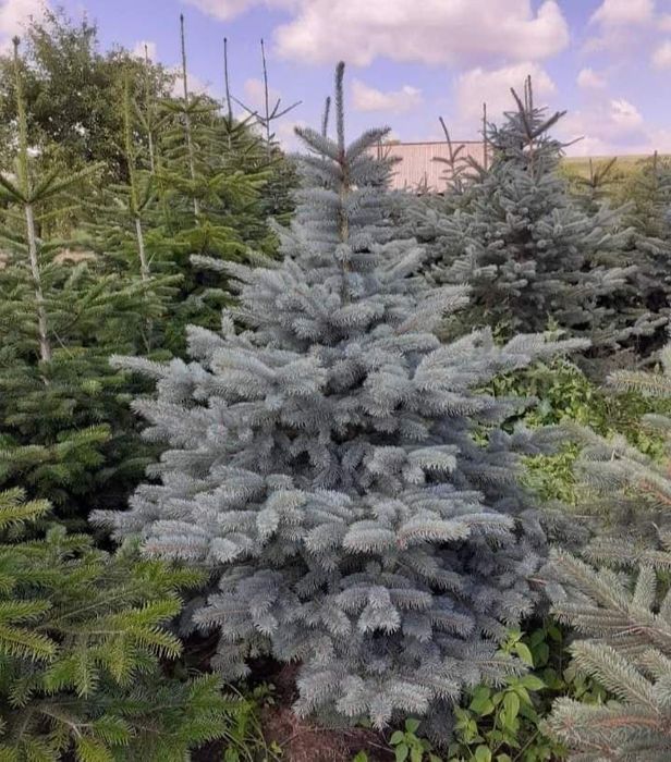 Tuia smarald Tuia leilandi columnaris mesteacăn