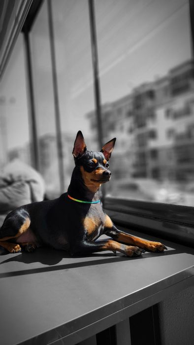 Pui metis pinscher pitic