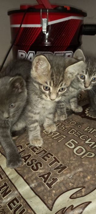 Подарявам много хубави котета!