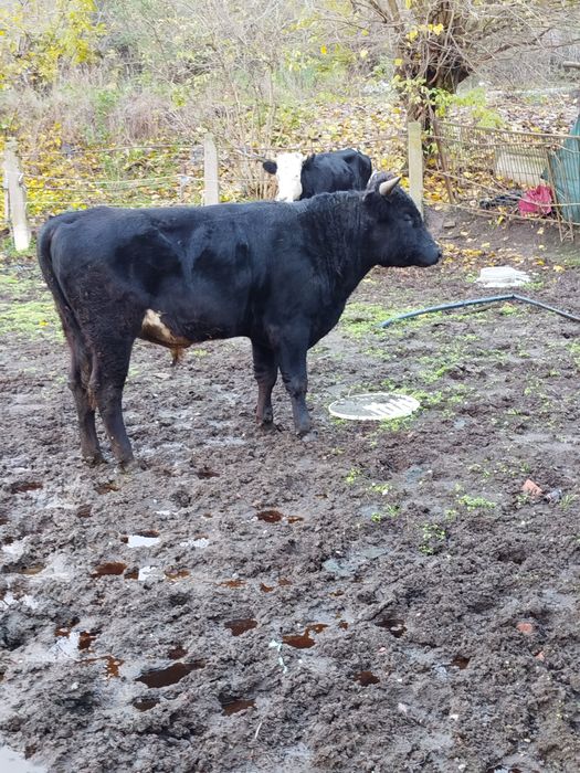 Мъжко теле на 1г.и 4 месеца