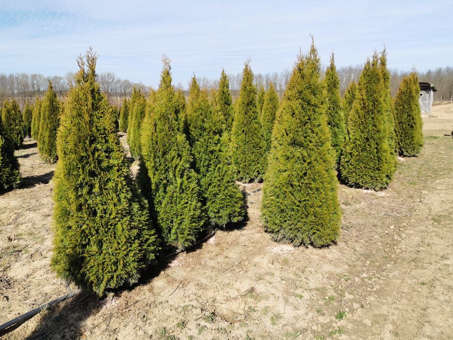 Tuia smaragd și columnaris de cea mai buna calitate