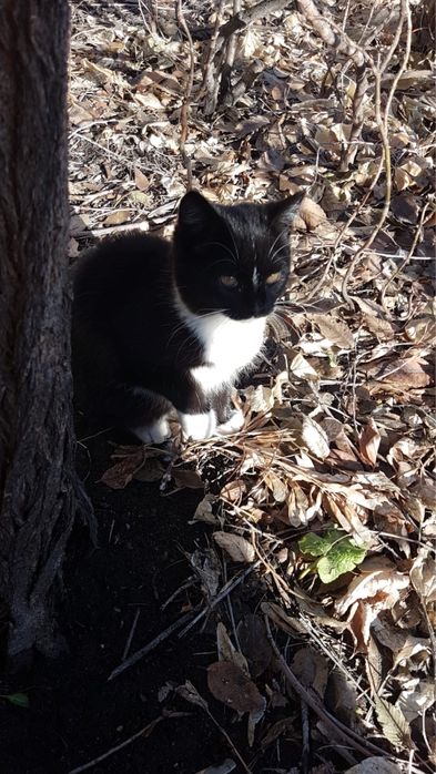 Отдам в любящие животных руки