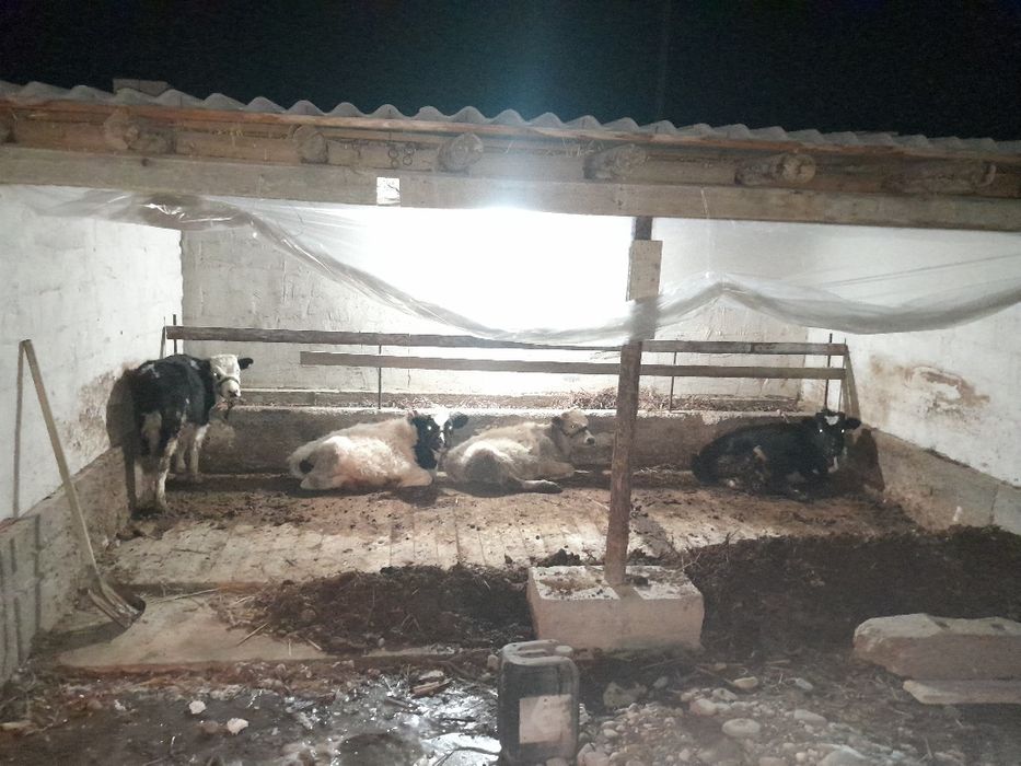 Tort okiz satiladi jemjebtur