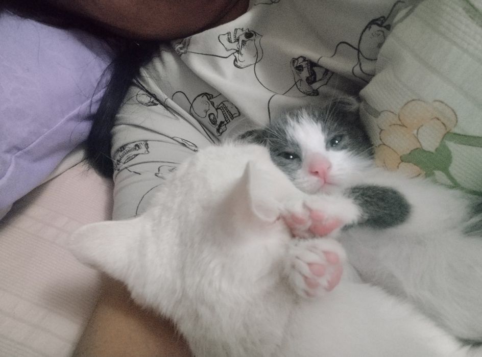 Vis la uhi toza 2oylik