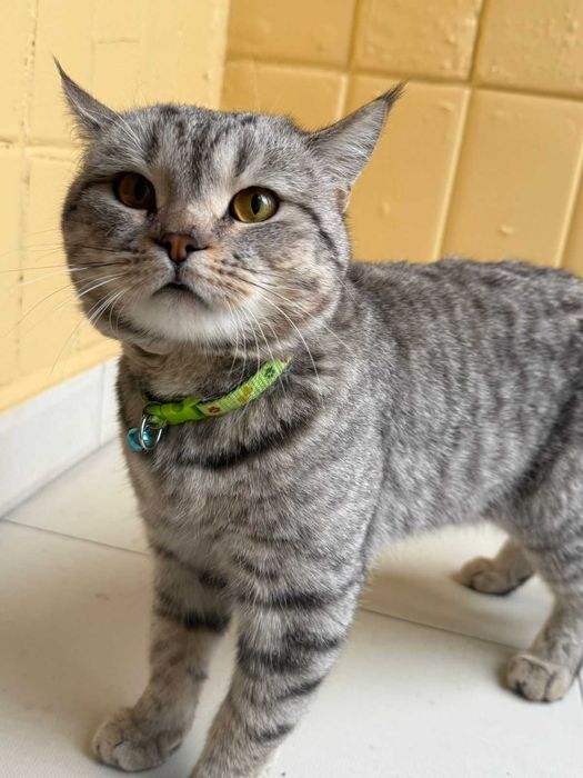 Отдам кота в хорошие руки