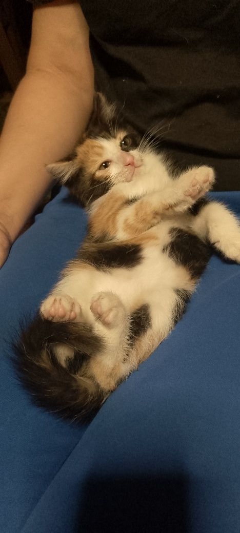 Котенок  девочка