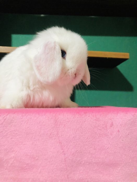 Karlik dekaretivni quyonchala sotiladi