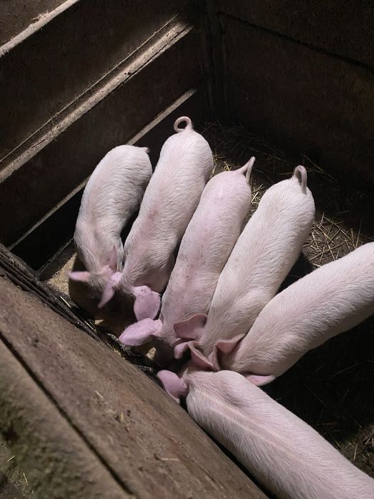 Продавам прасенца