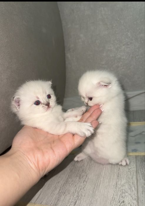 Белые шотландские котята МАЛЬЧИКИ