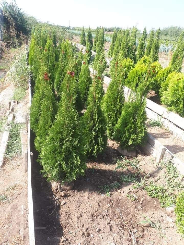 Plante ornamentale tuia smaralgd sau columna leylandy etc