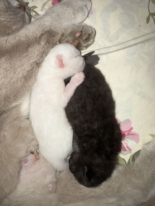 Котёнок скоттиш страйт, чёрный окрас