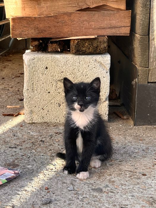 Pisicuta spre adoptie