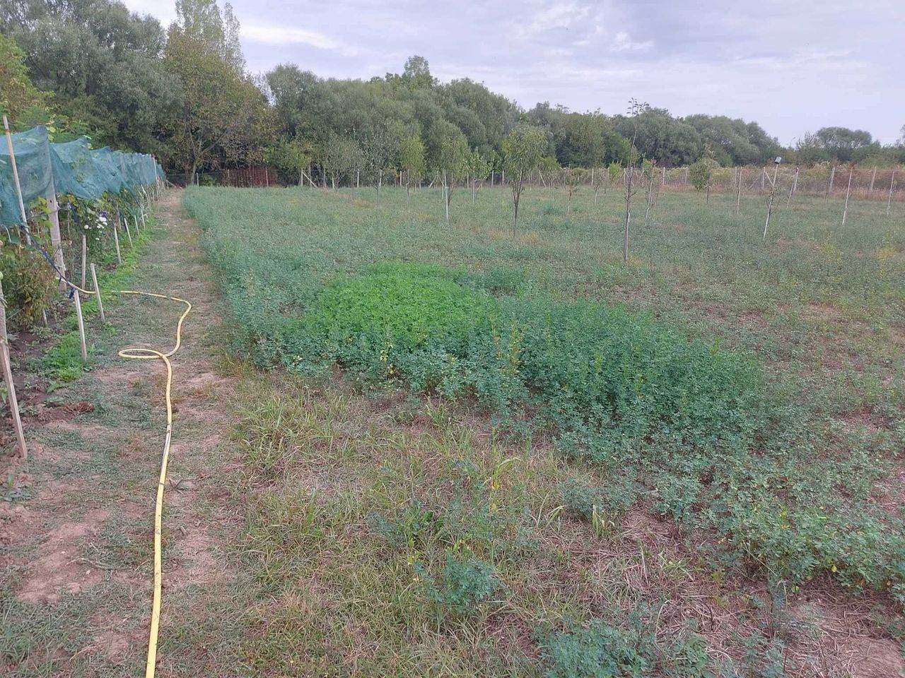 Продава се Парцел в с. Стража, Област Търговище - 4000 кв.м за 9 €/кв.м - Снимка #5