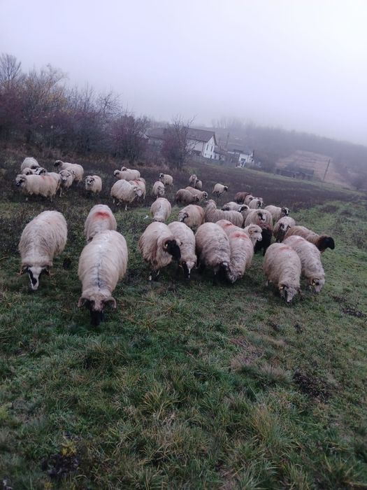 Vând oi și de ținut și de tăiat