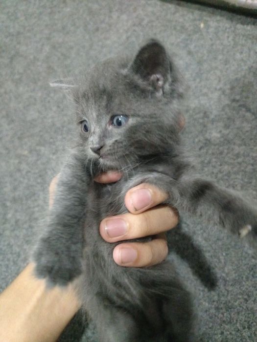 Mushuk bolalari. Котёнок