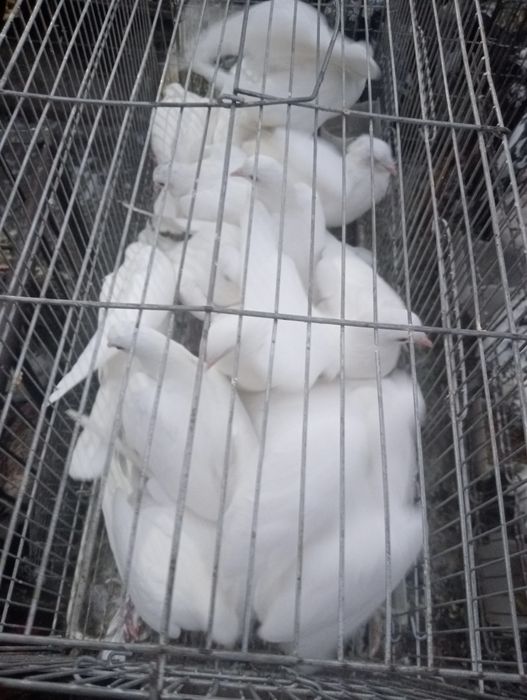 Kaptarlar oq sotiladi